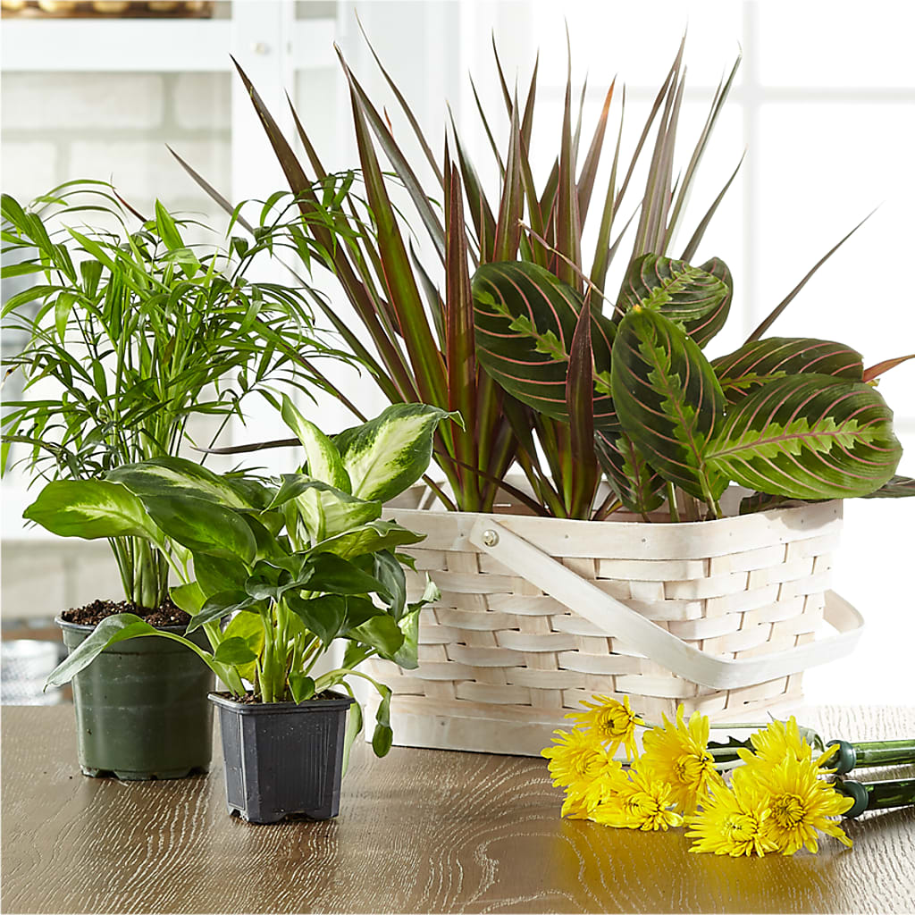 Florist Designed Blooming and Green Plants in a Basket – ANDREA'S FLOWERS ORLANDO, Orlando FL