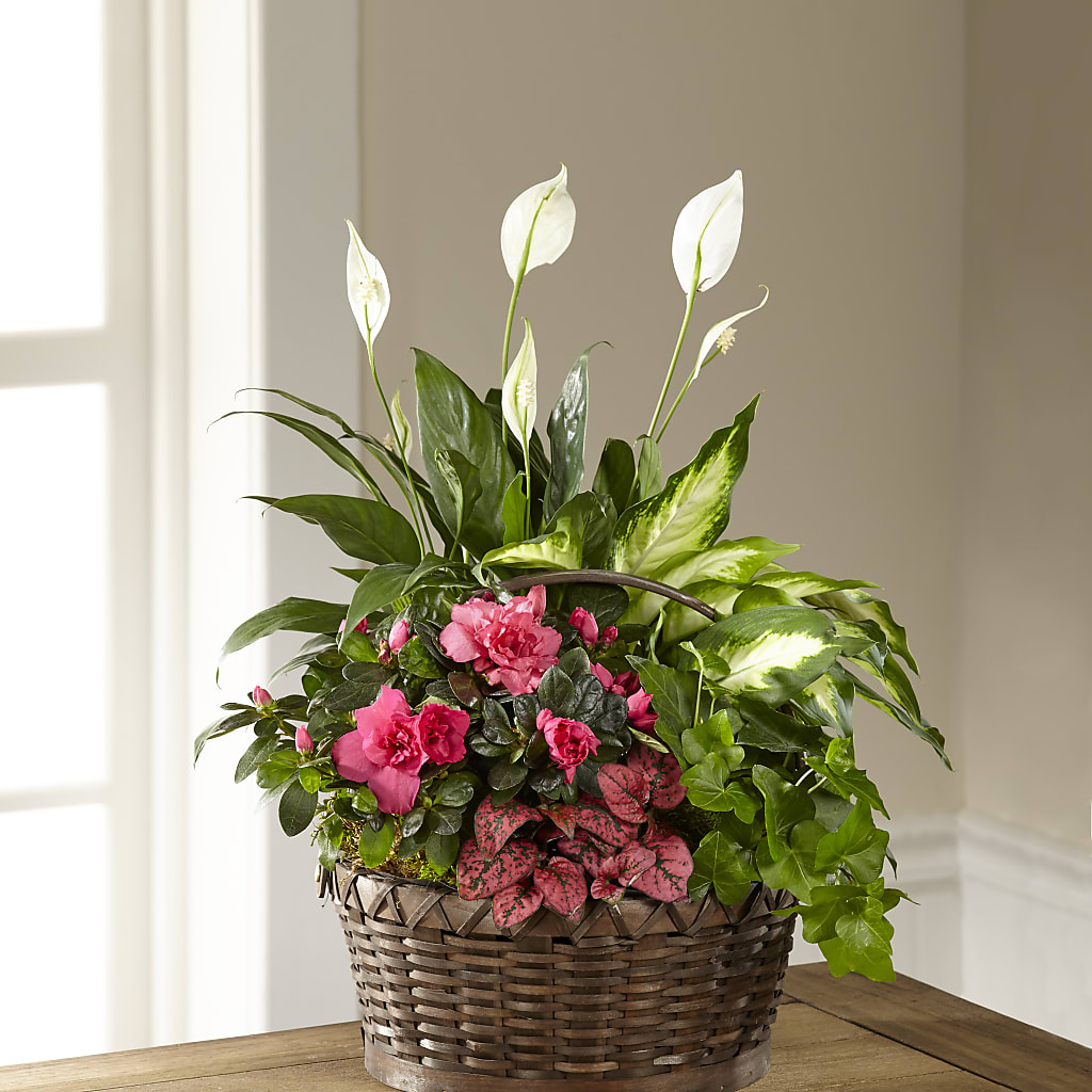 Dream in Pink Dishgarden – ANDREA'S FLOWERS ORLANDO, Orlando FL