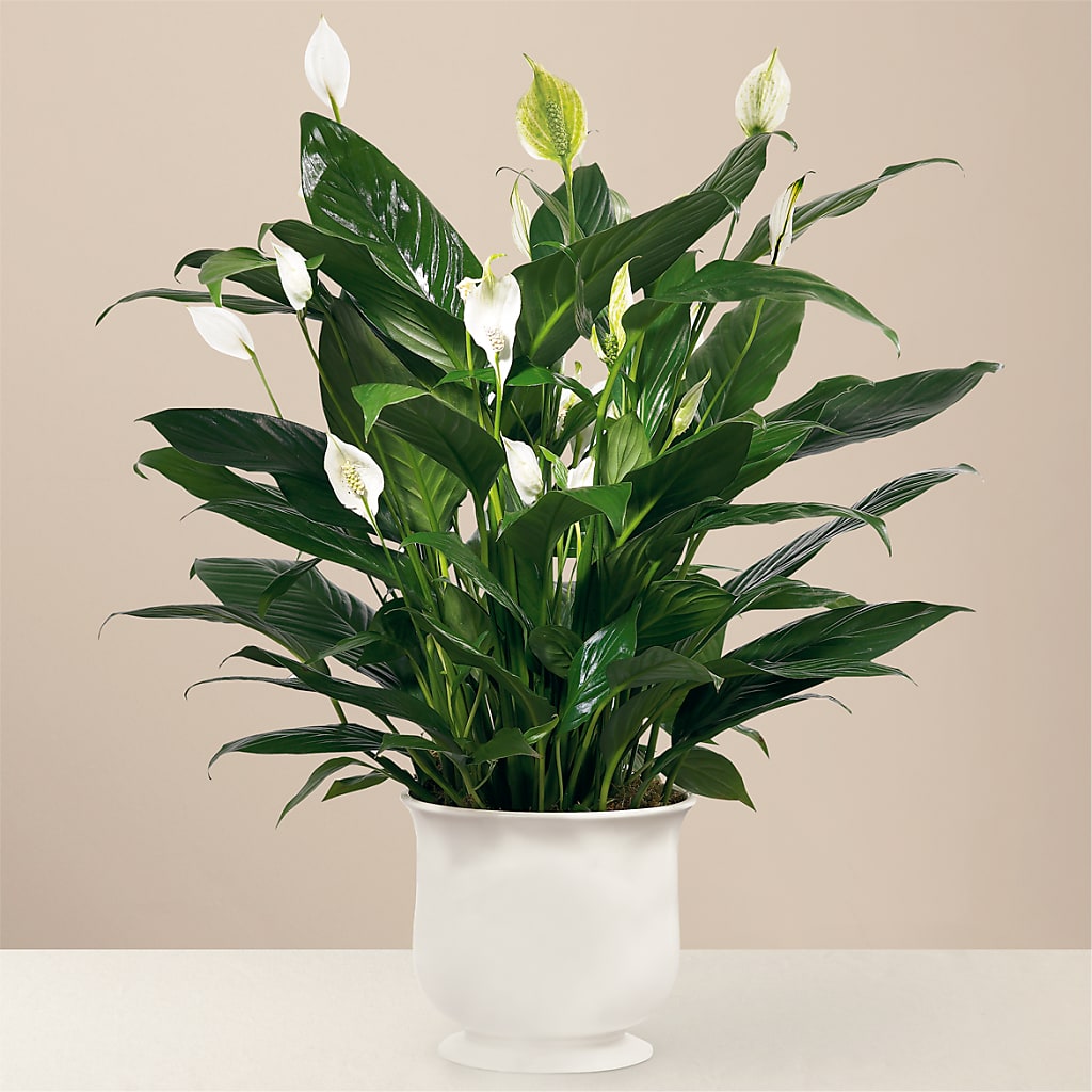 Comfort Planter – ANDREA'S FLOWERS ORLANDO, Orlando FL