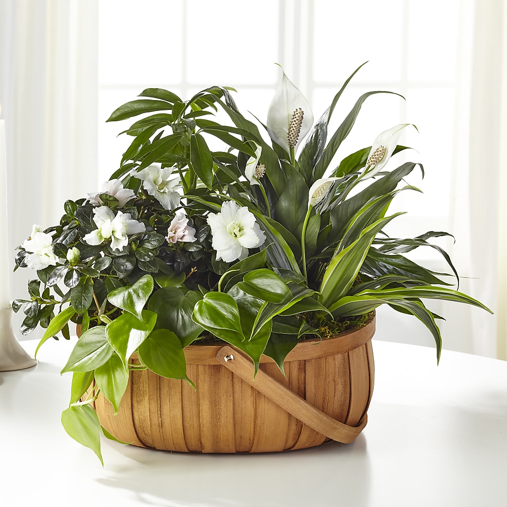 Serene Dishgarden – ANDREA'S FLOWERS ORLANDO, Orlando FL