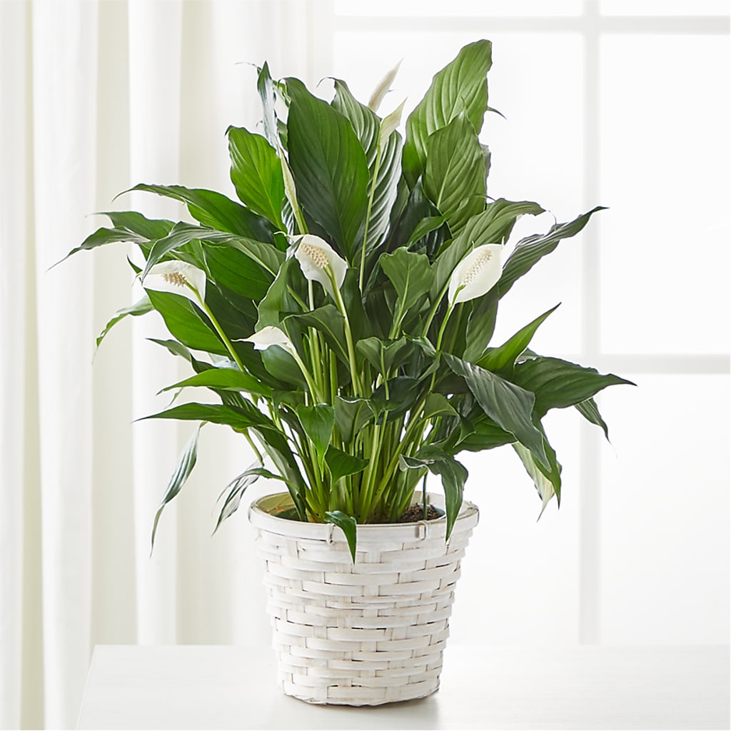 A New Leaf Peace Lily – ANDREA'S FLOWERS ORLANDO, Orlando FL