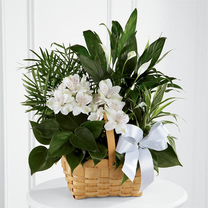 Peace & Serenity Dishgarden – ANDREA'S FLOWERS ORLANDO, Orlando FL