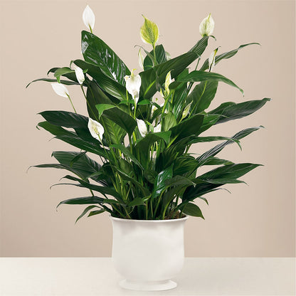 Comfort Planter – ANDREA'S FLOWERS ORLANDO, Orlando FL