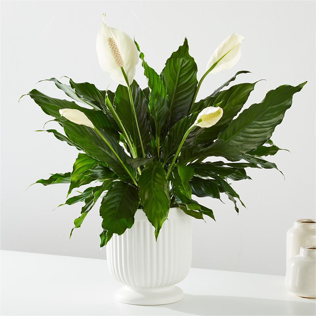 Comfort Planter – ANDREA'S FLOWERS ORLANDO, Orlando FL