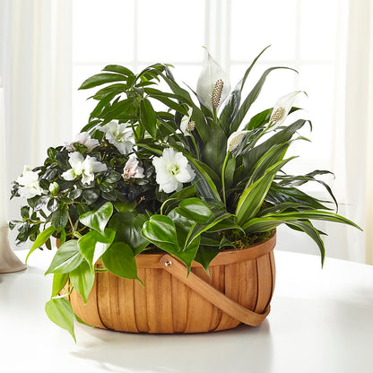 Serene Dishgarden – ANDREA'S FLOWERS ORLANDO, Orlando FL