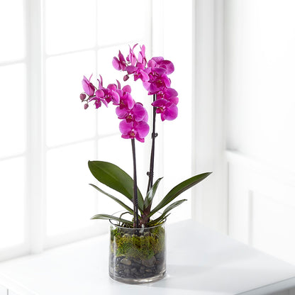 Pink Orchid Plant – ANDREA'S FLOWERS ORLANDO, Orlando FL