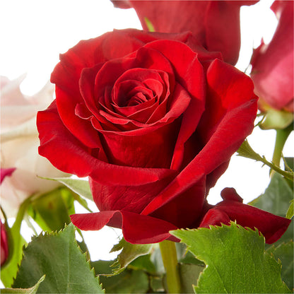Love Notes Rose Bouquet – ANDREA'S FLOWERS ORLANDO, Orlando FL